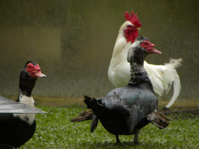 il pollaio del Cucco
